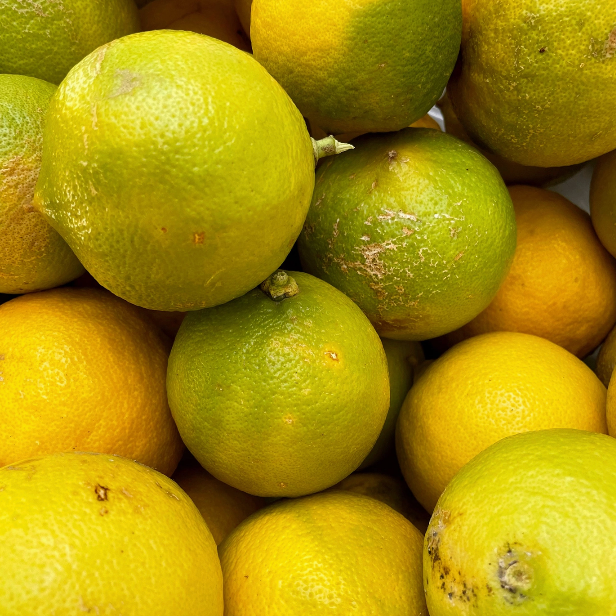 bergamot orange hydrosol