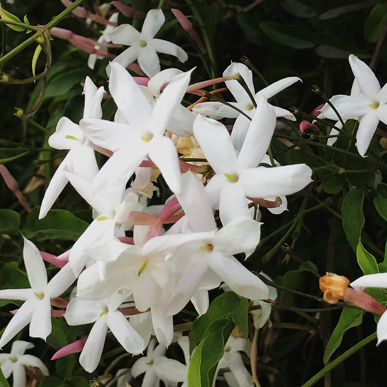 jasmine hydrosol