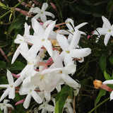 jasmine hydrosol