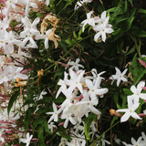 jasmine hydrosol