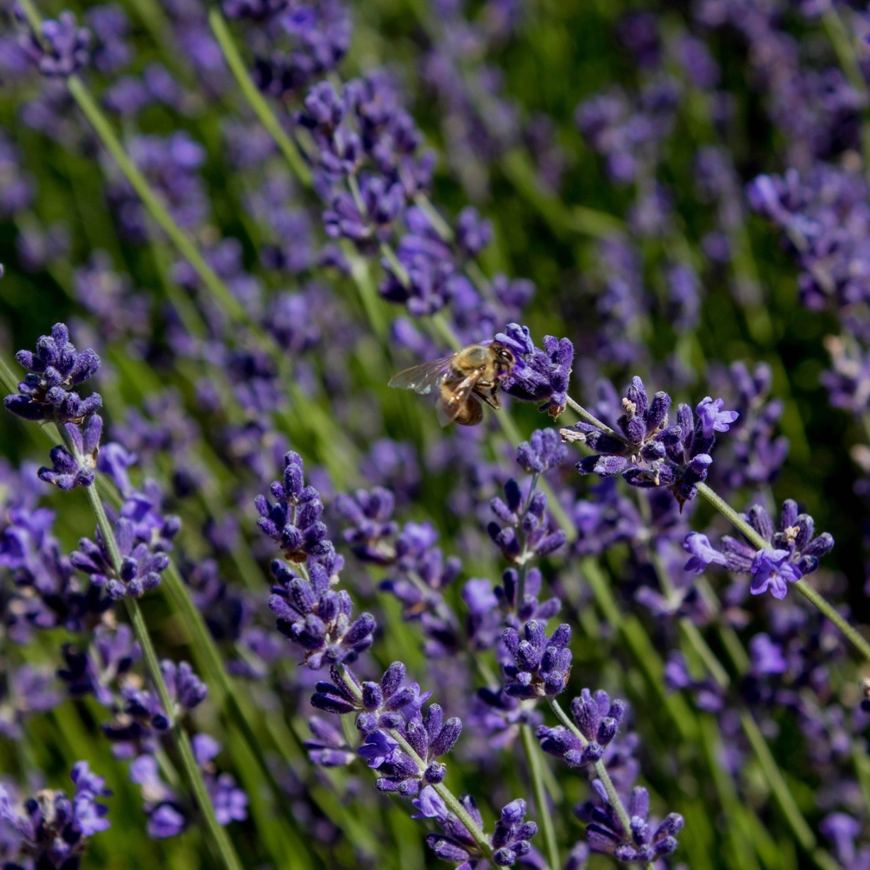 lavender hydrosol