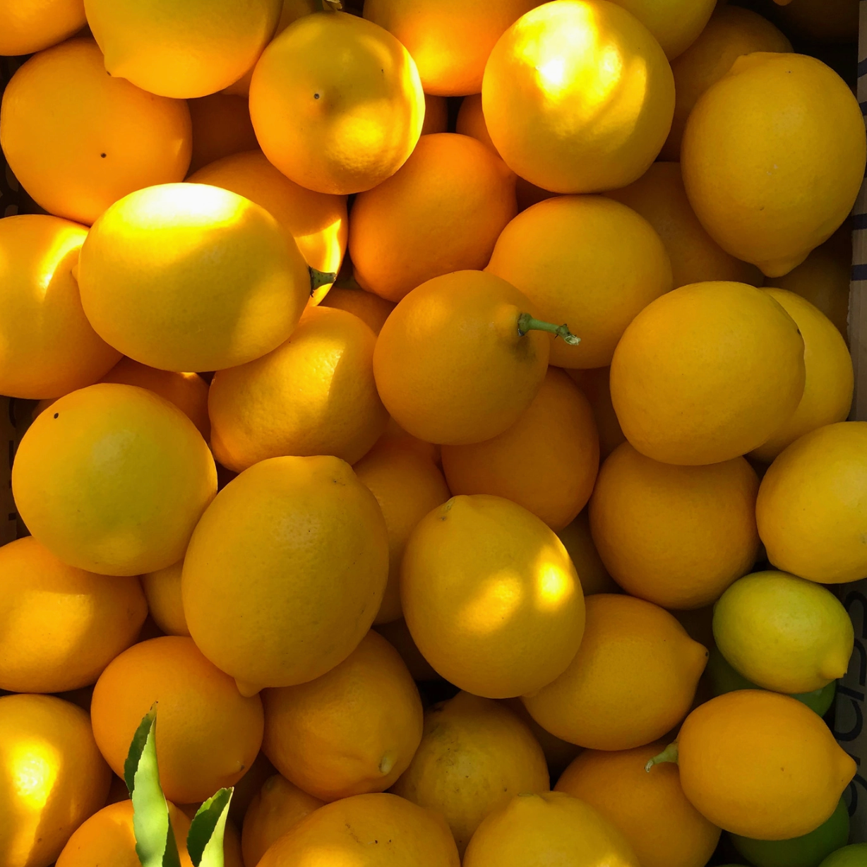 lemon hydrosol