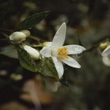 orange blossom hydrosol